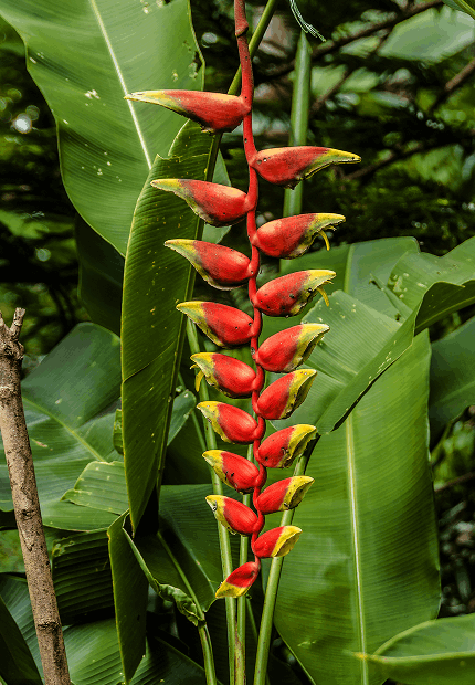 Spice Plantations 